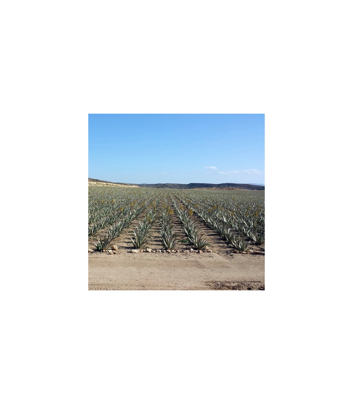 ALOE VERA BARBADENSIS hoja fresca caja 16 ud