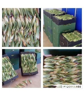 Comprar hijuelos pequeños de aloe vera