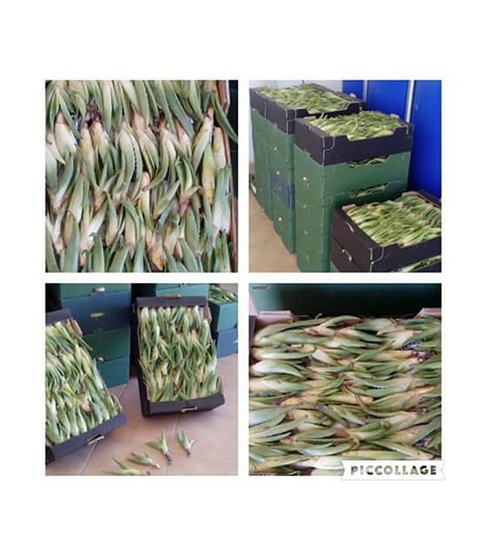 Comprar hijuelos pequeños de aloe vera