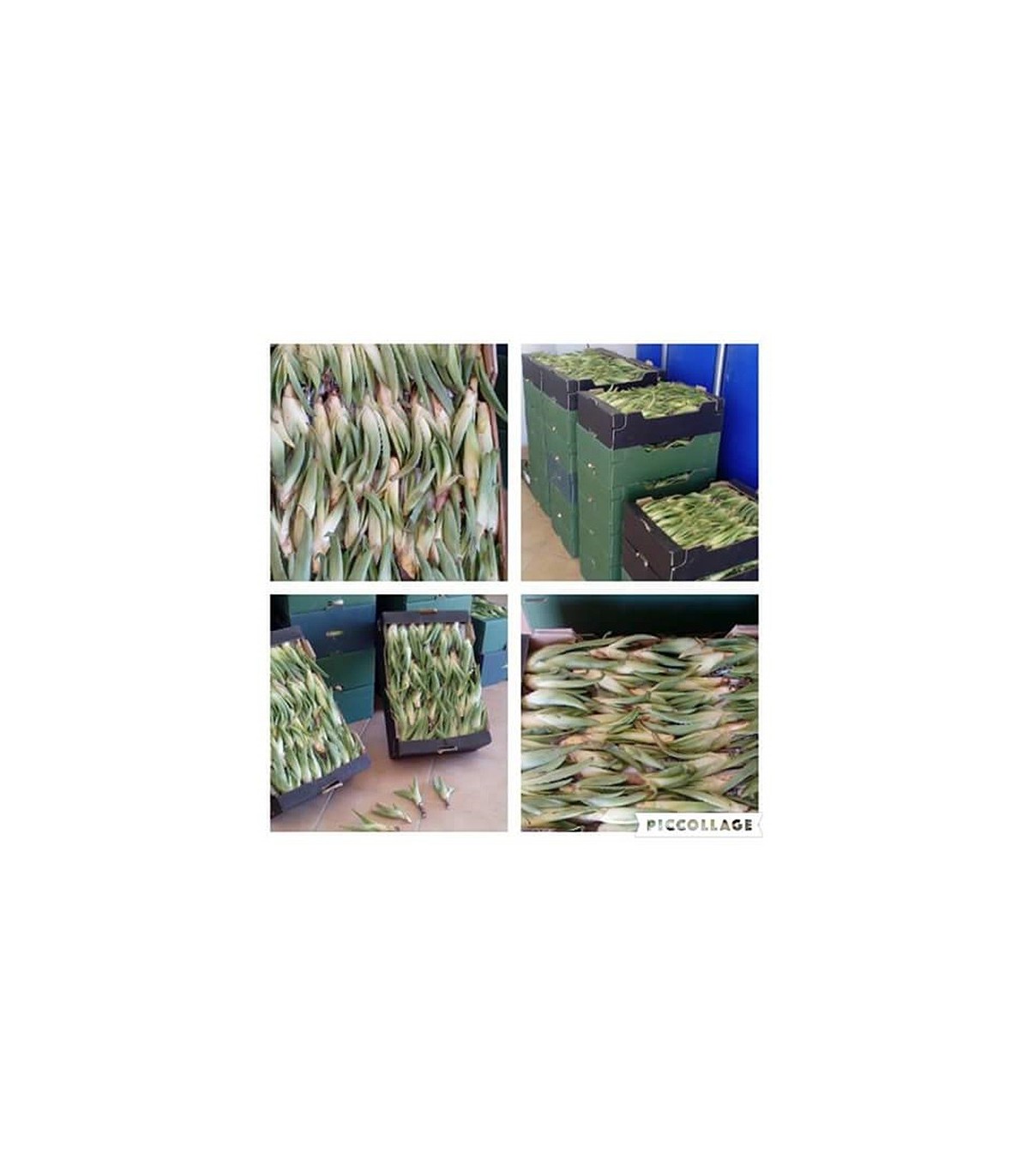 Comprar hijuelos pequeños de aloe vera