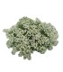 comprar lobularia maritima
