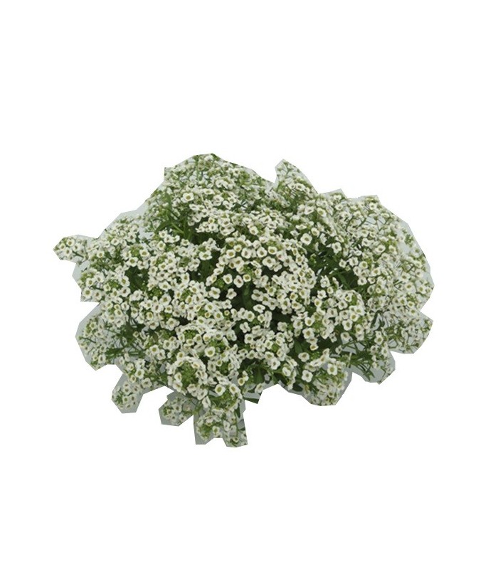 comprar lobularia maritima