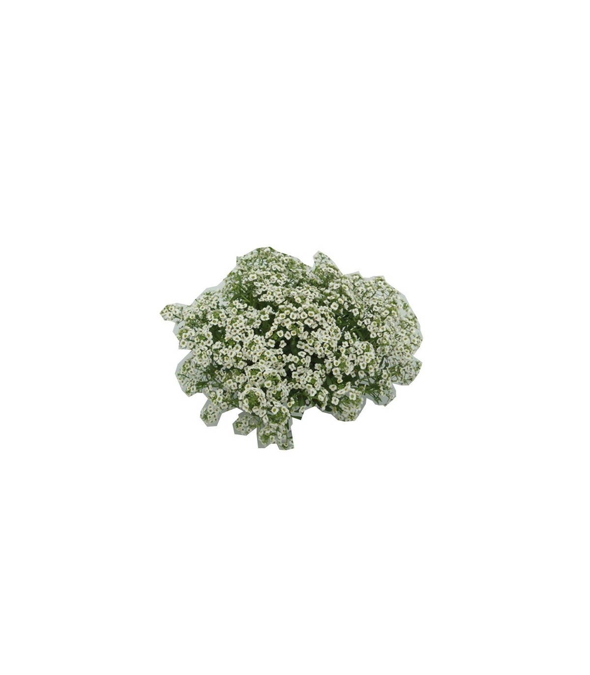 comprar lobularia maritima