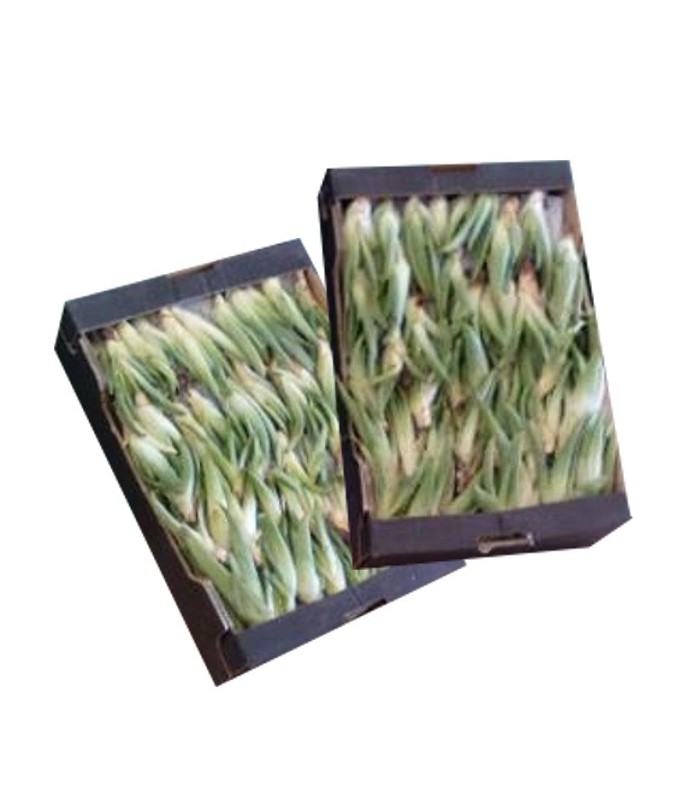 Comprar hijuelos pequeños de aloe vera