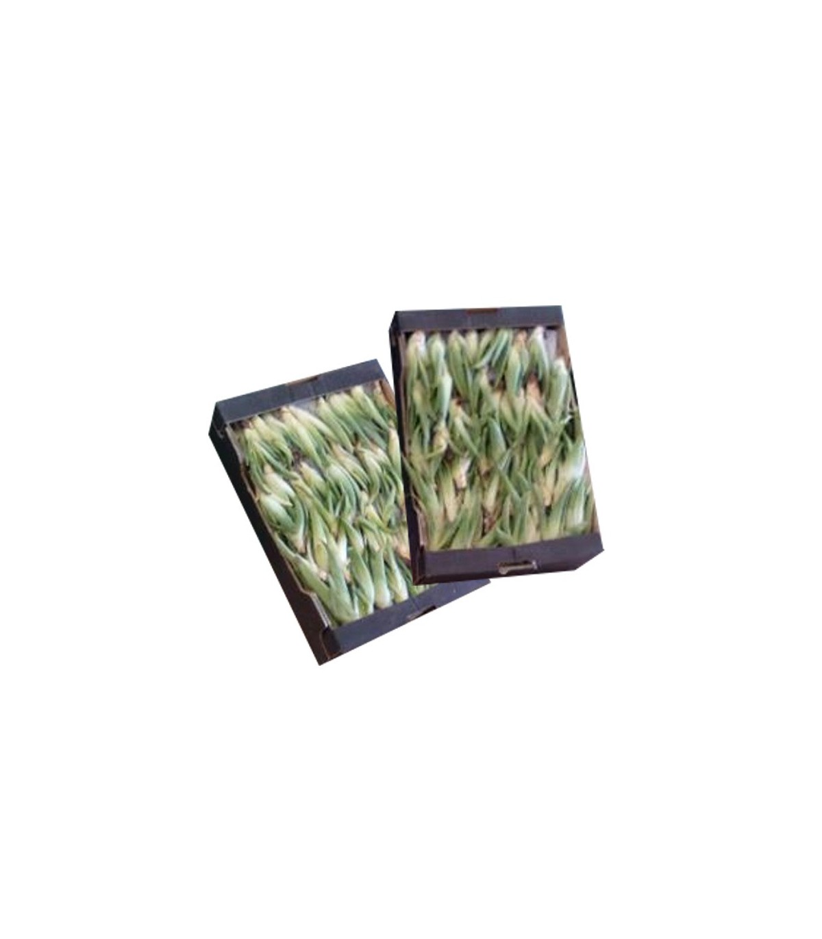 Comprar hijuelos pequeños de aloe vera