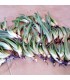 Comprar hijuelos pequeños de aloe vera