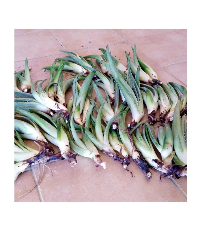 Comprar hijuelos pequeños de aloe vera
