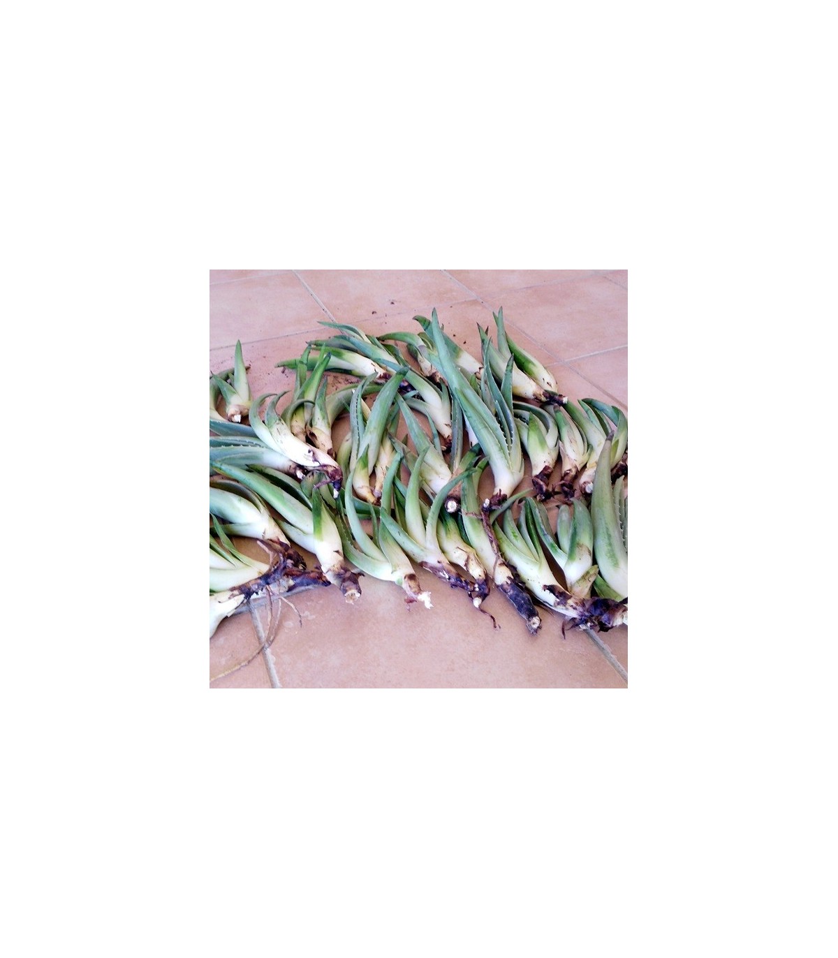 Comprar hijuelos pequeños de aloe vera