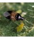 Oricontrol1000 ninfas de Orius laevigatus contra trips