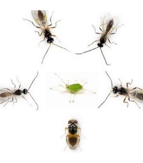 APHISCOUT 250 mix de parasitoides de pulgón