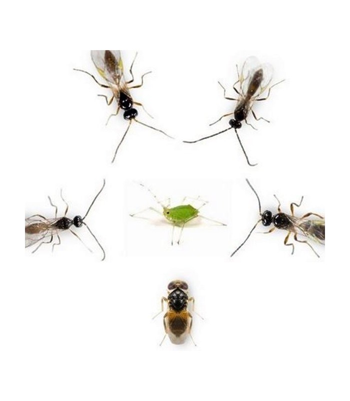 APHISCOUT mix de parasitoides de pulgón