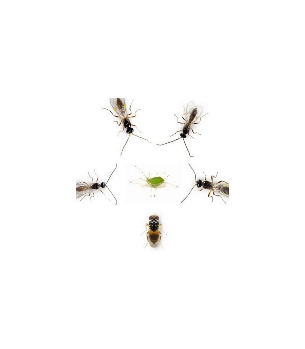 APHISCOUT mix de parasitoides de pulgón