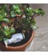 MIX 240-O ORNAPROTECT mezcla de parasitoides contra pulgón en cultivo de ornamamentales