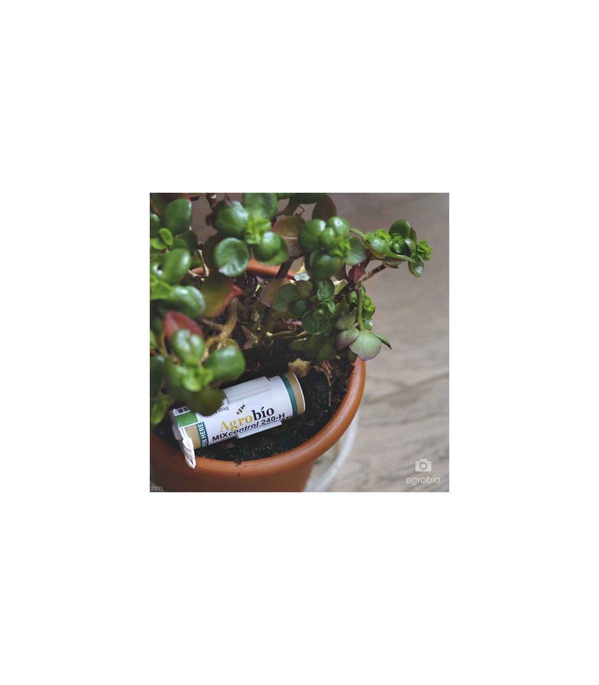 MIX 240-O ORNAPROTECT mezcla de parasitoides contra pulgón en cultivo de ornamamentales