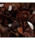 CRYPTOBUG L 1000 larvas de Cryptolaemus montrouzieri