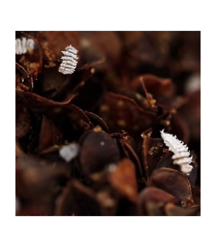 CRYPTOBUG L 1000 larvas de Cryptolaemus montrouzieri