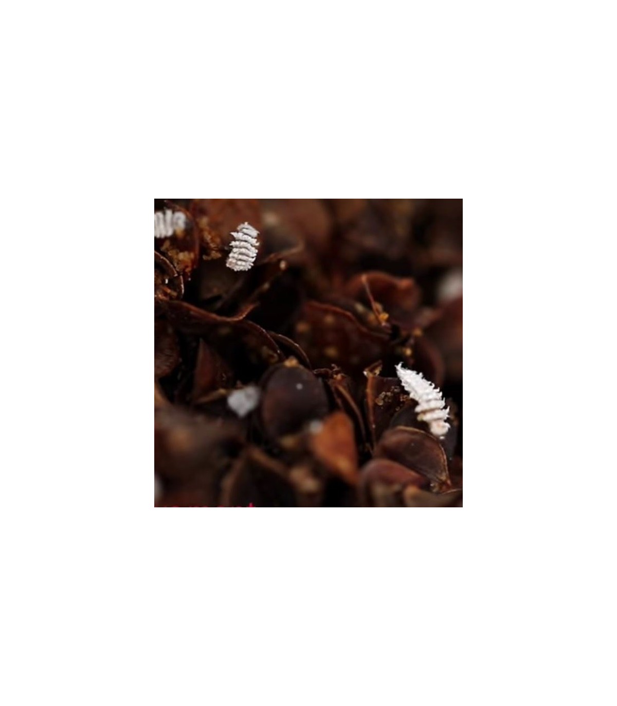 CRYPTOBUG L 1000 larvas de Cryptolaemus montrouzieri