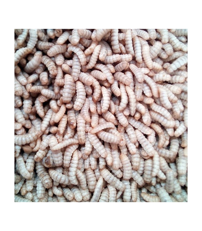 Hermetia illucens larva viva adulta de mosca soldado negra