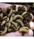 Hermetia illucens larva viva adulta de mosca soldado negra