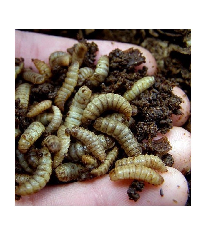Hermetia illucens larva viva adulta de mosca soldado negra