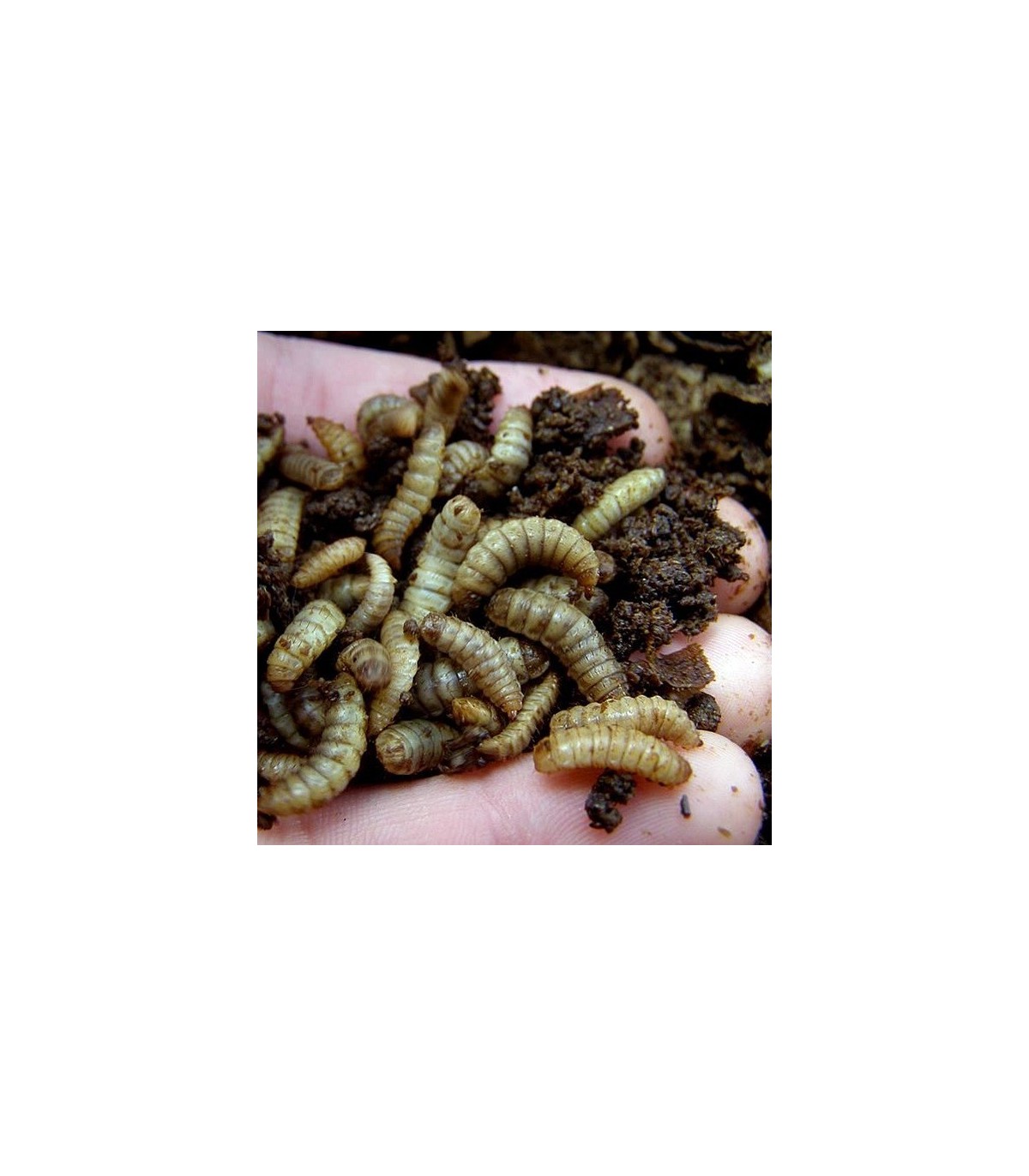 Hermetia illucens larva viva adulta de mosca soldado negra