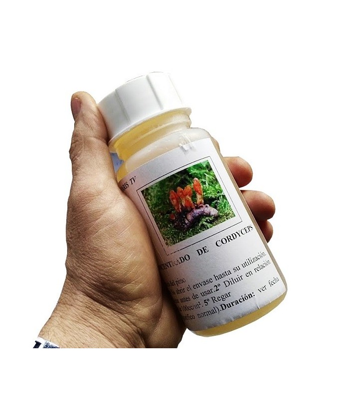 Cordyceps militaris 250 contra procesionaria