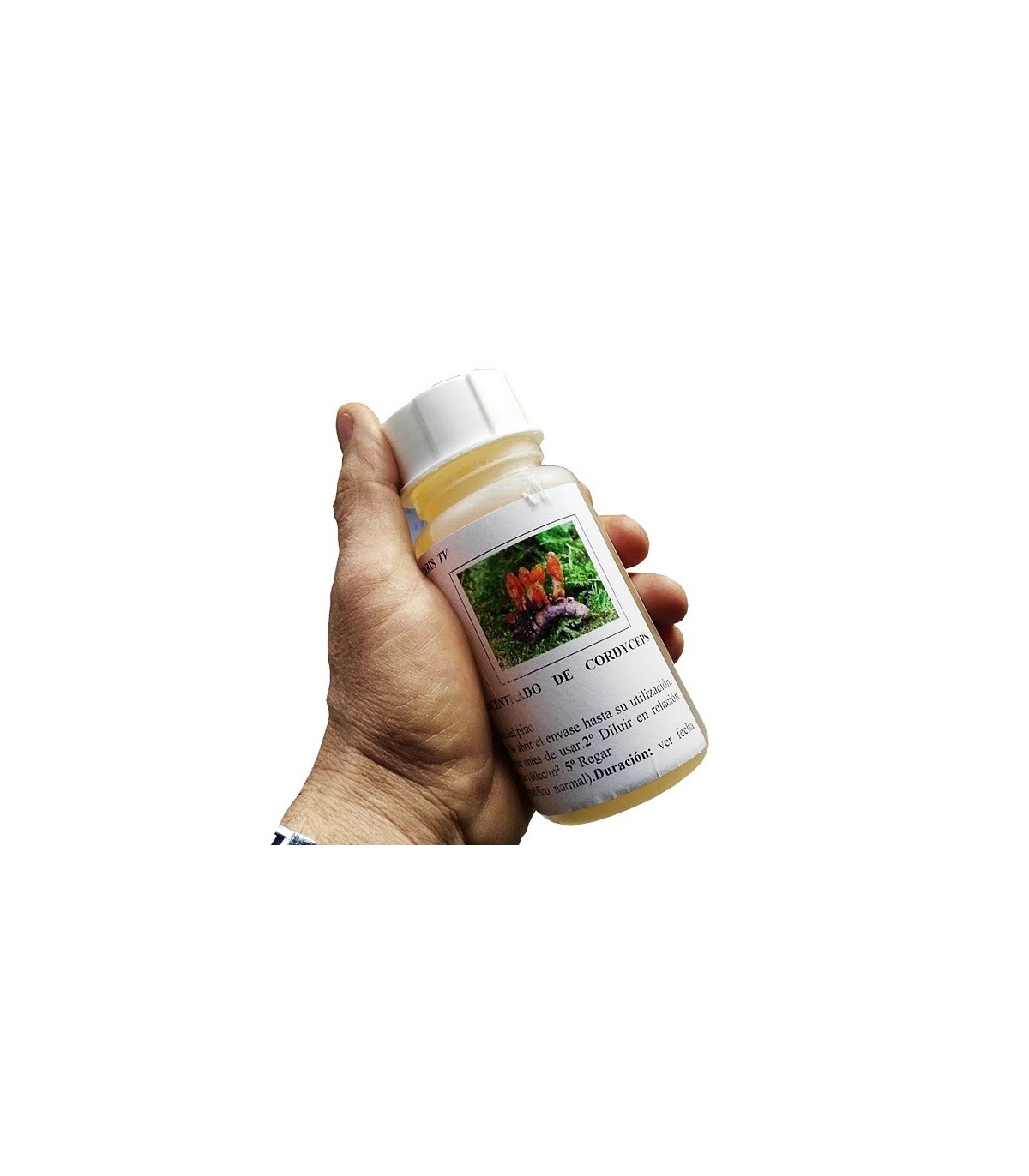 Cordyceps militaris 250 contra procesionaria