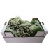 comprar lobularia maritima