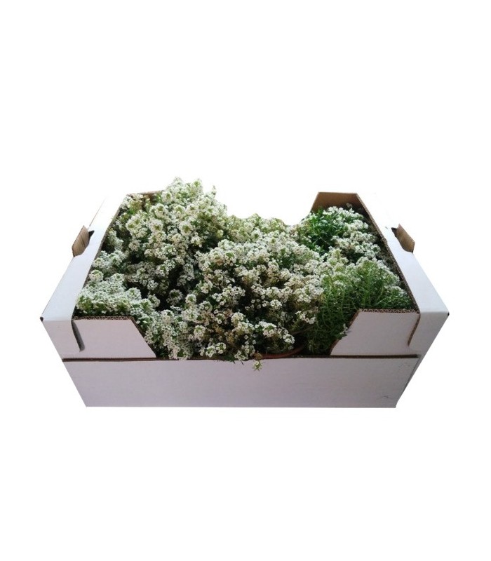 comprar lobularia maritima