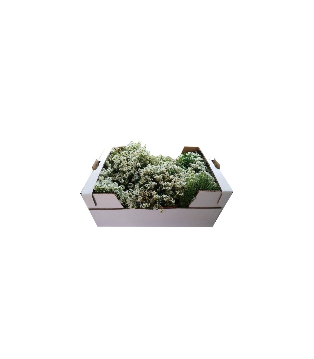 comprar lobularia maritima