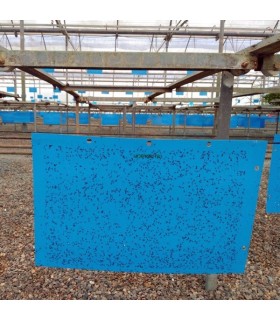 Horiver koppert 40x25 12 ud