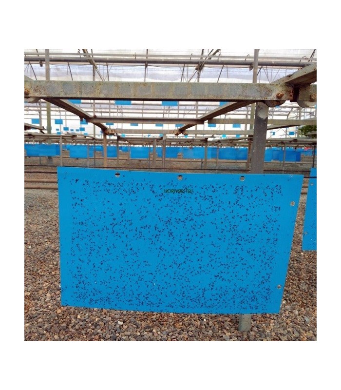 Horiver koppert 40x25 12 ud
