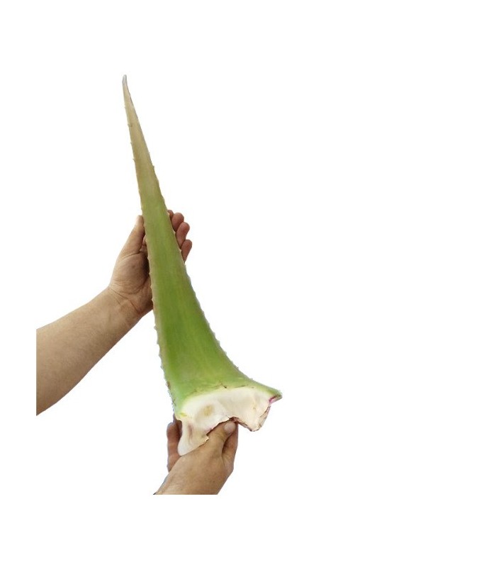 ALOE VERA BARBADENSIS hoja fresca caja 16 ud