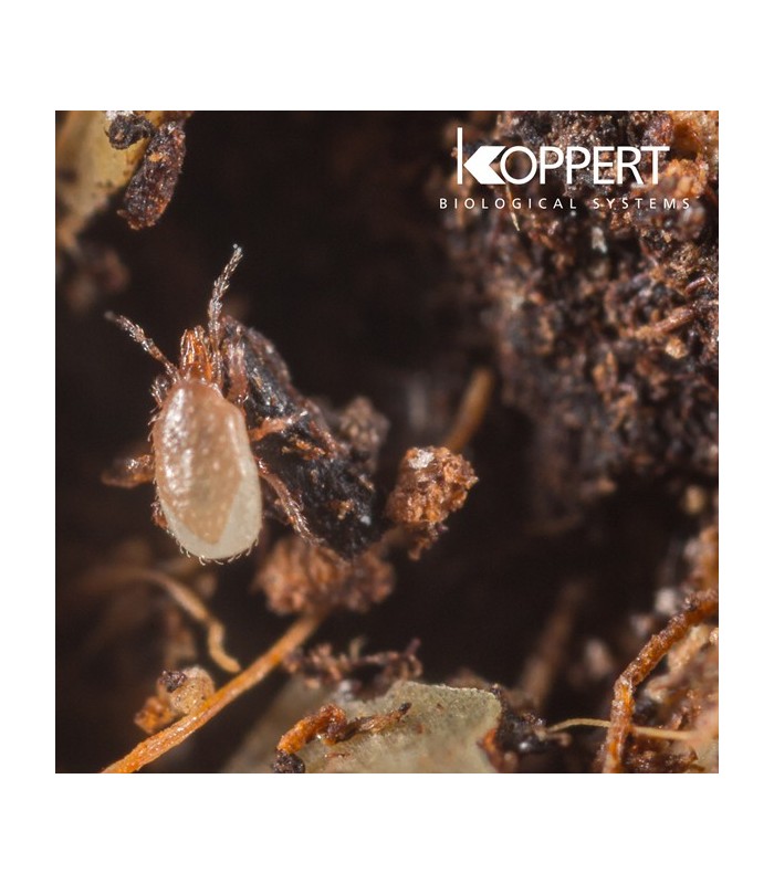 ENTOMITE M 10.000 Hypoaspis miles contra trips y moscas del mantillo