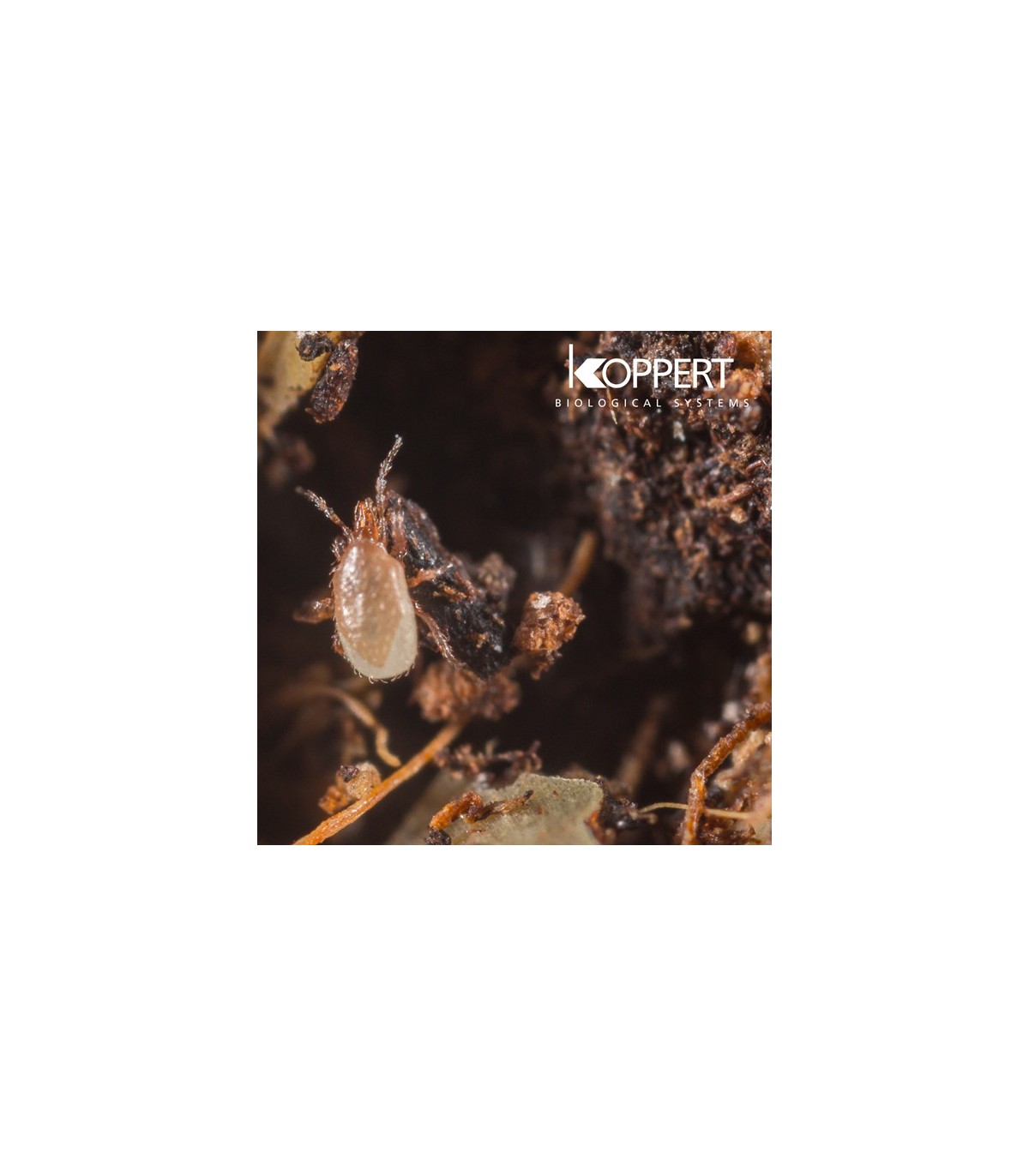 ENTOMITE M 10.000 Hypoaspis miles contra trips y moscas del mantillo