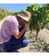 Spical plus 500 sobres con el ácaro depredador amblyseius californicus para control de araña roja
