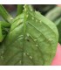 venta de aphilin 500 koppert aphelinus abdominalis