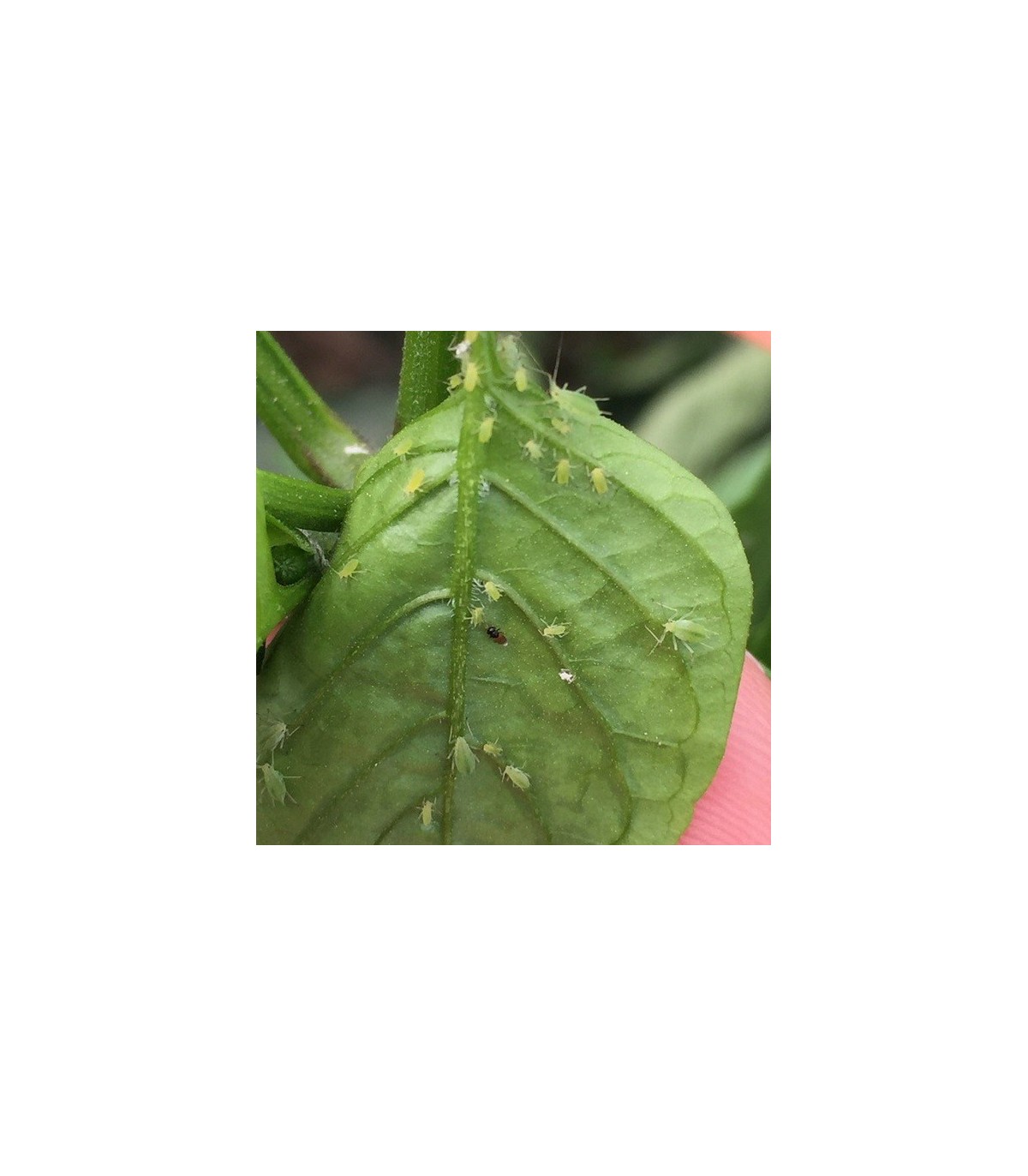 venta de aphilin 500 koppert aphelinus abdominalis
