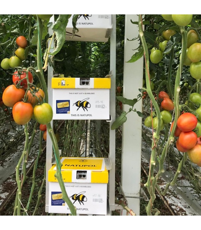 NATUPOL EXCEL nueva colmena KOPPERT