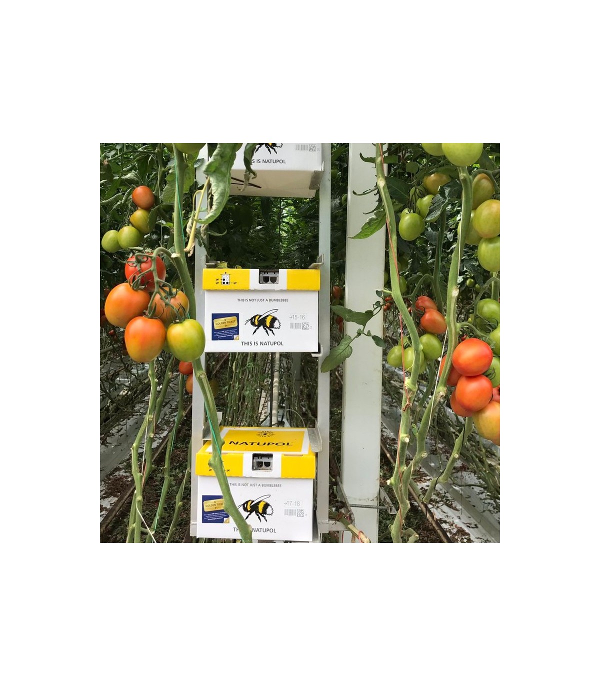 NATUPOL EXCEL nueva colmena KOPPERT