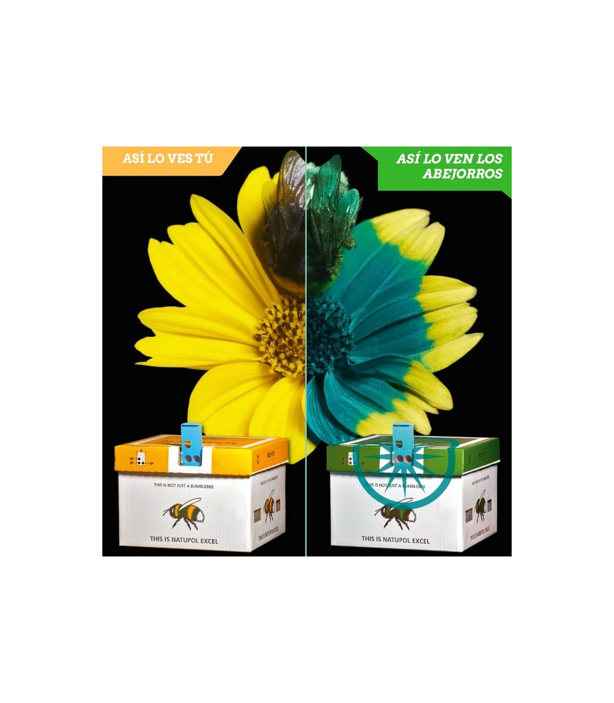 NATUPOL EXCEL nueva colmena KOPPERT