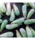 PredaNostrum 100 pupas