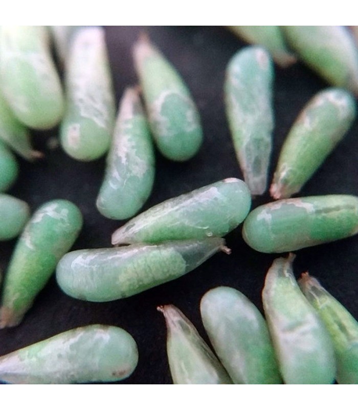 PredaNostrum 100 pupas