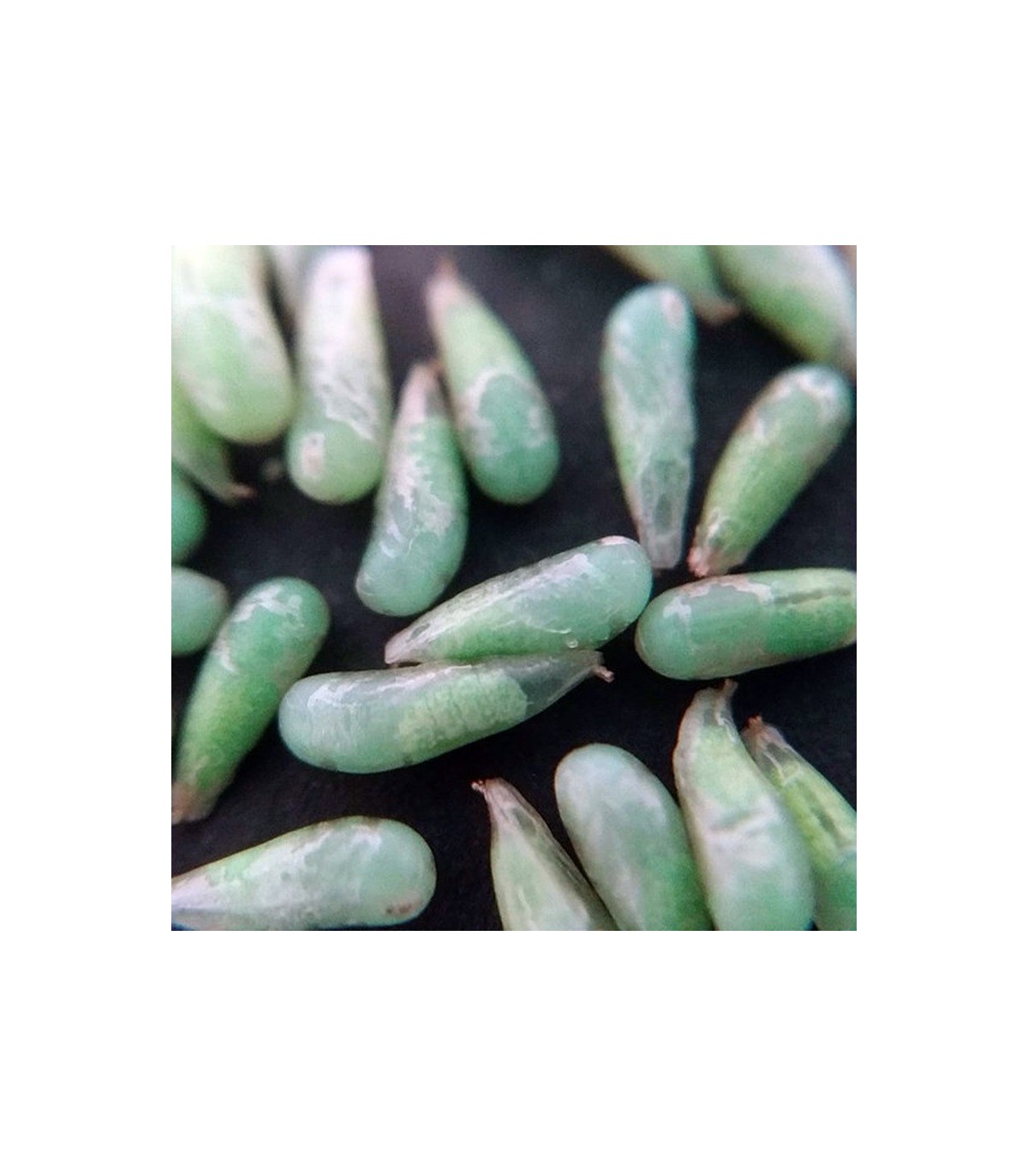 PredaNostrum 100 pupas