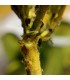 PredaNostrum 100 pupas