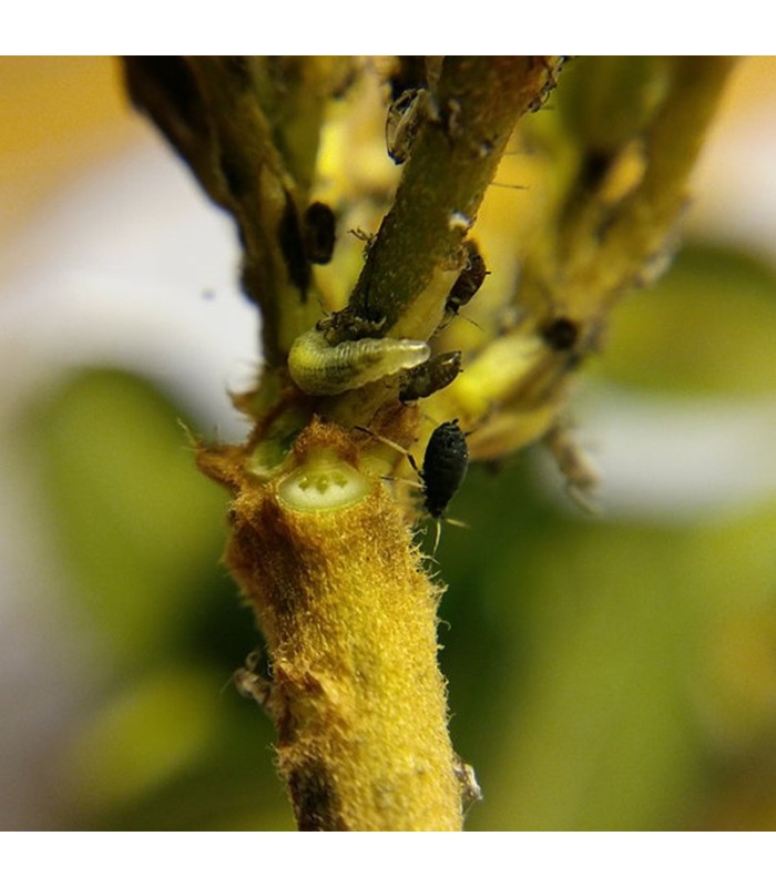PredaNostrum 100 pupas