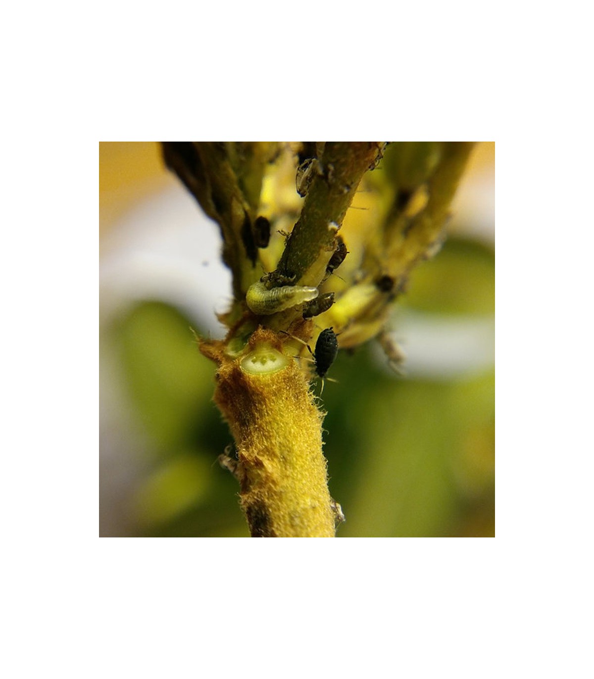 PredaNostrum 100 pupas