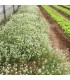 LOBULARIA MARITIMA sobre de 1 gramo