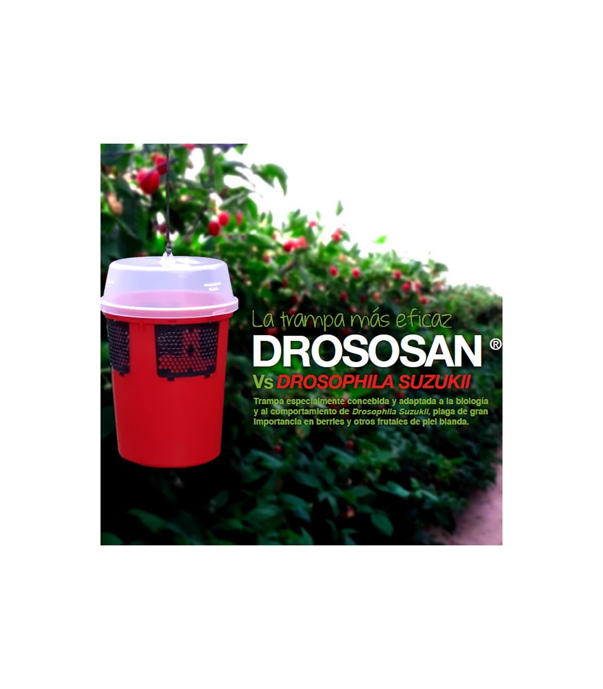 DROSOSAN mosquero para Drosophilla suzukii