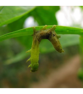 VIR-EX contra Spodoptera exigua